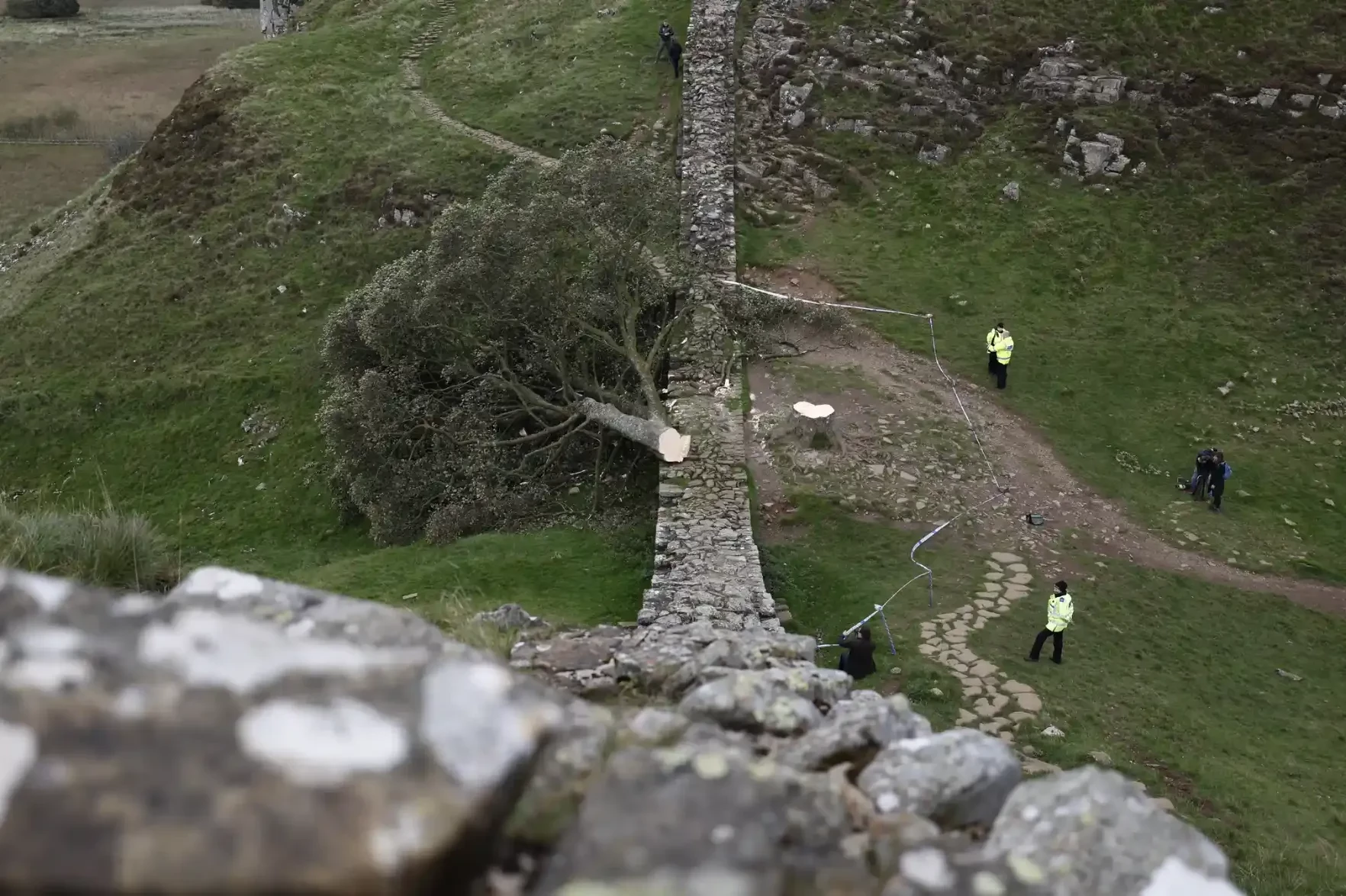 The iconic sycamore tree, cut down at Hadrian's Wall.