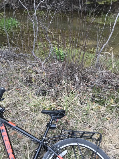 Bicycle on ground next to a shallow stream, green plants with yellow flowers in stream.