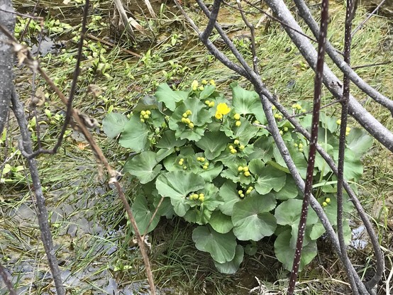A marsh marigold in a shallow stream with yellow buds almost ready to open.