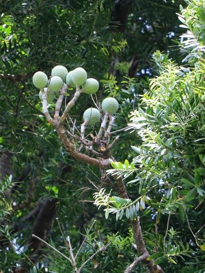 A picture of Agathis moorei
More info and attribution: https://commons.wikimedia.org/wiki/File:Agathis%20moorei%20Kauri%20Royal%20Botanic%20Gardens%20Sydney.jpg