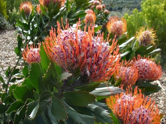 A picture of Leucospermum glabrum
More info and attribution: https://commons.wikimedia.org/wiki/File:Leucospermum%20glabrum..JPG