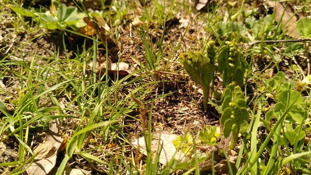 Månlåsbräken (Botrychium lunaria) 
