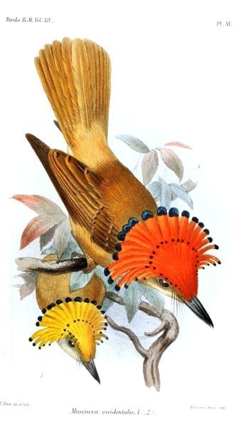 A picture of Onychorhynchus occidentalis
More info and attribution: https://commons.wikimedia.org/wiki/File:MuscivoraOccidentalisSmit.jpg
