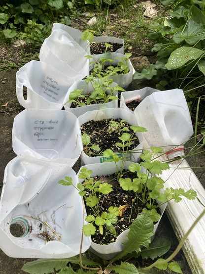 Cilantro and some other seedlings in milk jug containers