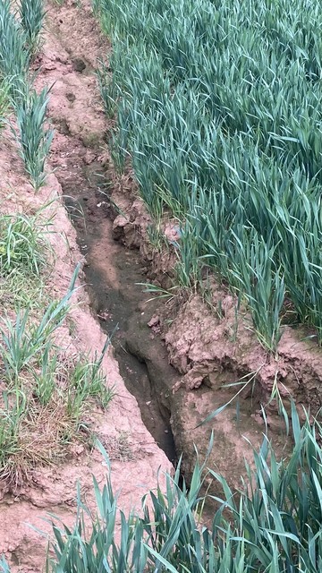 Gully cut into soil in which crops planted