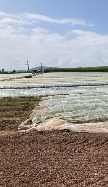 Bare soil and crops growing under white sheeting