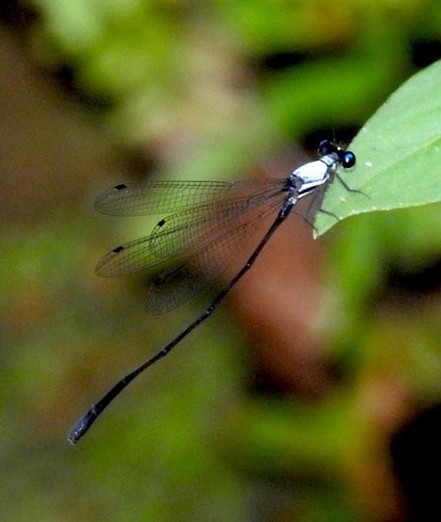 A picture of Elattoneura caesia
More info and attribution: https://commons.wikimedia.org/wiki/File:Elattoneura%20caesia%2033483441.jpg