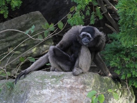 A picture of Hylobates muelleri
More info and attribution: https://commons.wikimedia.org/wiki/File:MuellersGibbon.jpg