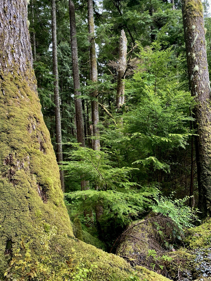 Large moss covered tree in foreground framing photo of lush Pacific Northwest Temperate Coastal Rainforest