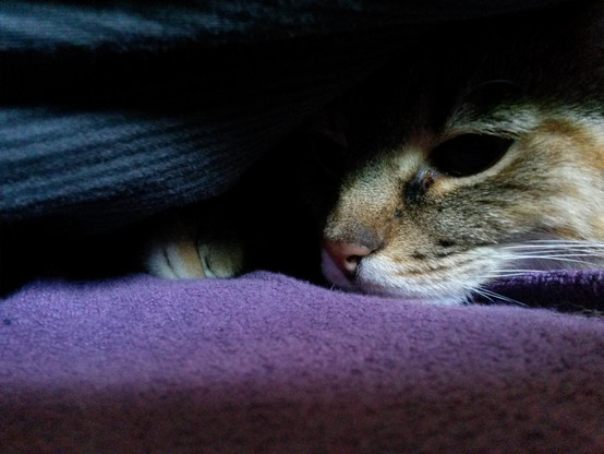 Photo of a tabby cat lying between purple and black sheets. Only parts of her head and one paw peek out of the sheets. The visible eye is half closed, between playful and tired. The top and bottom of the photo are very dark, the center-right part is quite light, mostly from the white fur around her mouth and her whiskers.