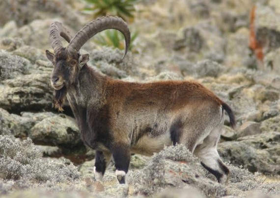 A picture of Capra walie
More info and attribution: https://commons.wikimedia.org/wiki/File:Walia%20ibex%202.jpg