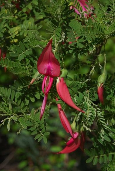 A picture of Clianthus puniceus
More info and attribution: https://commons.wikimedia.org/wiki/File:Clianthus%20puniceus.jpg