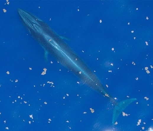 A picture of Balaenoptera ricei
More info and attribution: https://commons.wikimedia.org/wiki/File:Rice%27s%20whale%20close%20to%20surfaec.jpg
