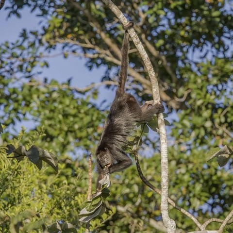 A picture of Alouatta pigra
More info and attribution: https://commons.wikimedia.org/wiki/File:Yucat%C3%A1n%20black%20howler%20%28Alouatta%20pigra%29%20Peten.jpg