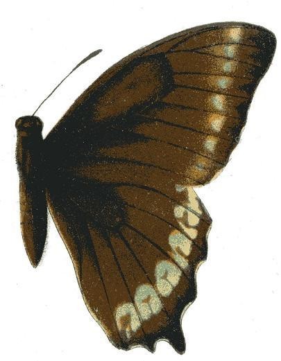 A picture of Papilio phorbanta
More info and attribution: https://commons.wikimedia.org/wiki/File:Papilio%20phorbanta.JPG