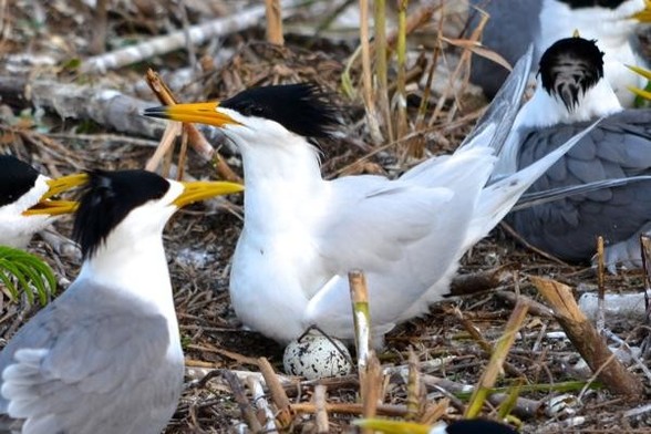 A picture of Thalasseus bernsteini
More info and attribution: https://commons.wikimedia.org/wiki/File:Chinese%20crested%20tern%20colony.jpg