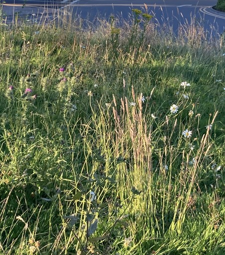 Grasses, daisies and thistles