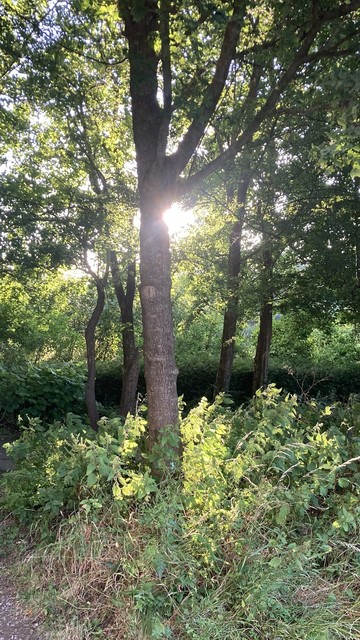Tree, sun and nettles