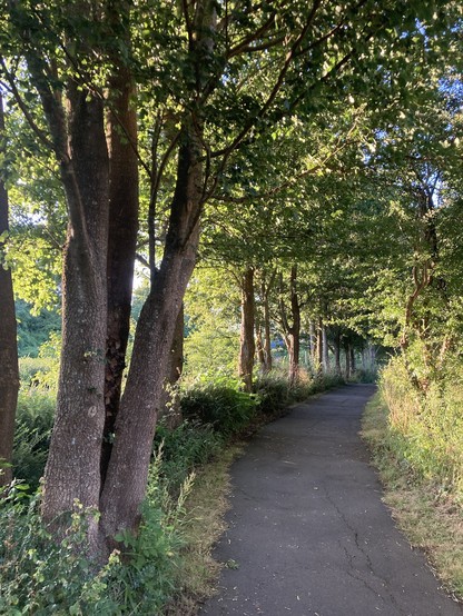 Line of trees along path