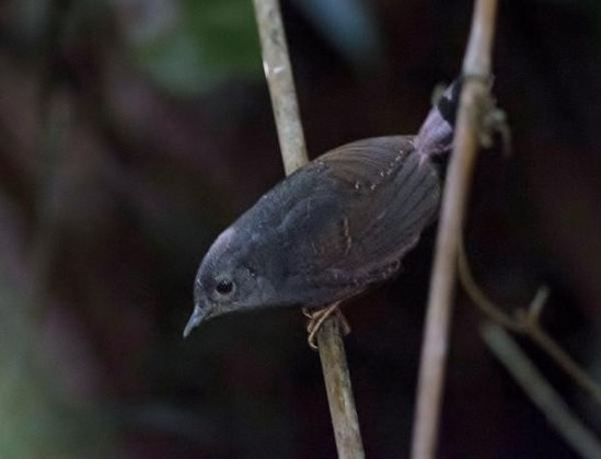 A picture of Scytalopus diamantinensis
More info and attribution: https://commons.wikimedia.org/wiki/File:Scytalopus%20diamantinensis%20-%20Diamantina%20tapaculo.jpg