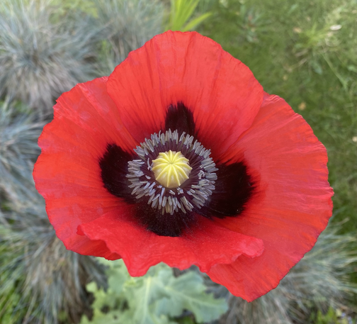 Close up of classic scarlet poppy revealing the intricacy of interior structures. 