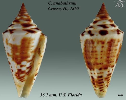 A picture of Conus anabathrum
More info and attribution: https://commons.wikimedia.org/wiki/File:Conus%20anabathrum%201.jpg