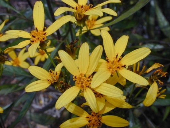 A picture of Bidens micrantha
More info and attribution: https://commons.wikimedia.org/wiki/File:Starr%20020622-0052%20Bidens%20micrantha%20subsp.%20kalealaha.jpg