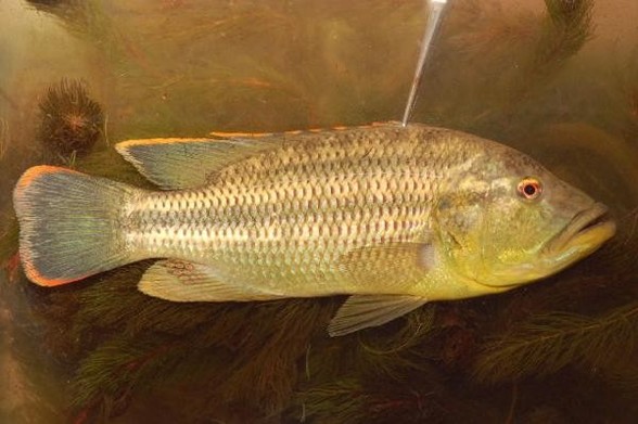 A picture of Serranochromis robustus
More info and attribution: https://commons.wikimedia.org/wiki/File:Serranochromis%20robustus.jpg