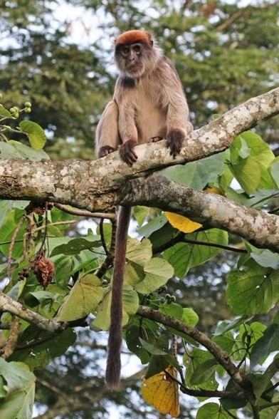 A picture of Piliocolobus tephrosceles
More info and attribution: https://commons.wikimedia.org/wiki/File:Ugandan%20red%20colobus%20%28Procolobus%20tephrosceles%29.jpg