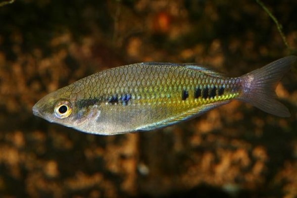 A picture of Glossolepis maculosus
More info and attribution: https://commons.wikimedia.org/wiki/File:Glossolepis%20maculosus%20m%20Aquarium%20DG.jpg