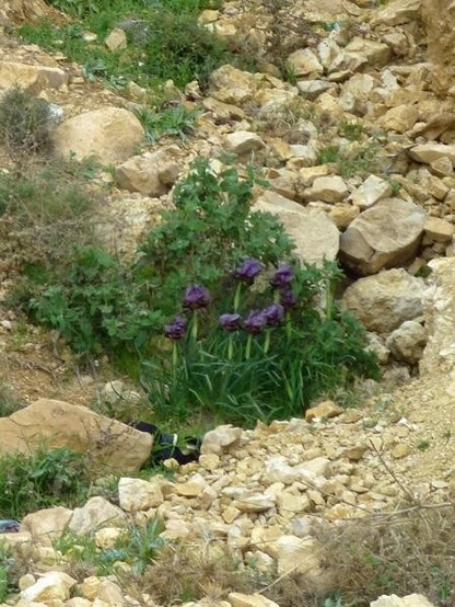 A picture of Iris nigricans
More info and attribution: https://commons.wikimedia.org/wiki/File:Iris%20nigricans-Jordanie%20%282%29.jpg