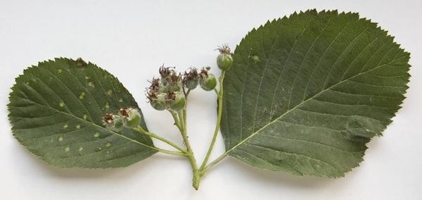 A picture of Sorbus eminens
More info and attribution: https://commons.wikimedia.org/wiki/File:Sorbus%20eminens%20leaves%20and%20unripe%20fruit.jpg
