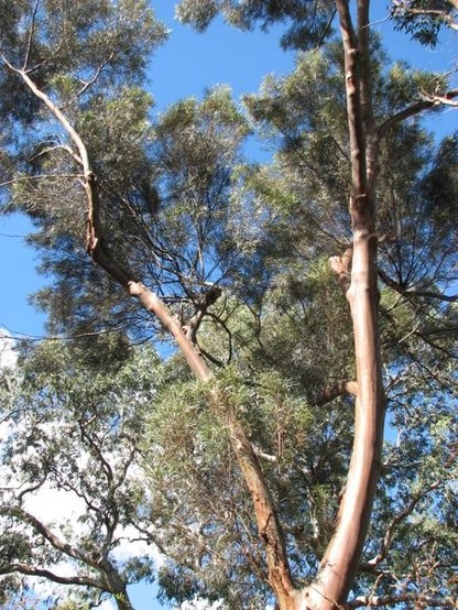 A picture of Eucalyptus spathulata
More info and attribution: https://commons.wikimedia.org/wiki/File:Eucalyptus%20spathulata.JPG