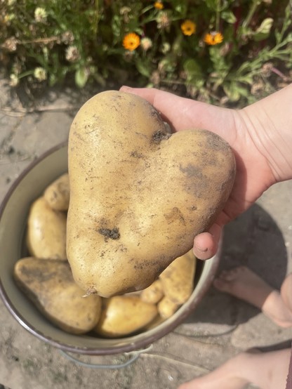 Herzförmige Kartoffel in einer Kinderhand
