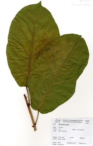 A picture of Sterculia oblonga
More info and attribution: https://commons.wikimedia.org/wiki/File:Sterculia%20oblonga%20Mast.%20%28GH0291%29.jpg