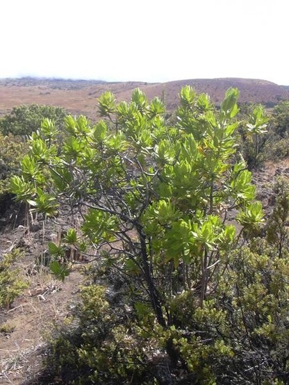 A picture of Dubautia arborea
More info and attribution: https://commons.wikimedia.org/wiki/File:Starr%20040723-0255%20Dubautia%20arborea.jpg