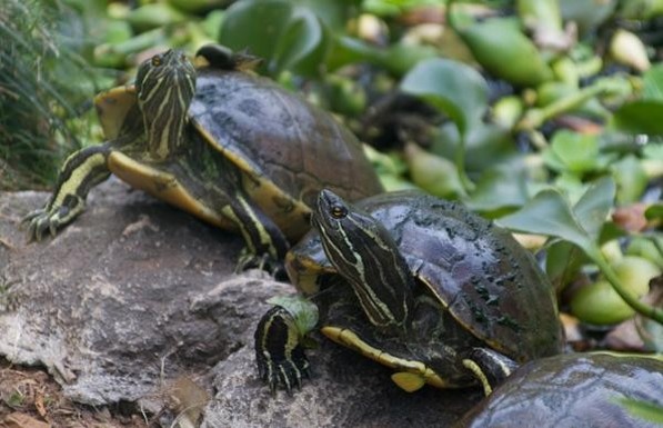 A picture of Trachemys decorata
More info and attribution: https://commons.wikimedia.org/wiki/File:Trachemys%20decorata.jpg