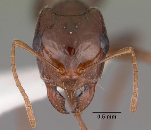 A picture of Rossomyrmex minuchae
More info and attribution: https://commons.wikimedia.org/wiki/File:Rossomyrmex%20minuchae%20casent0102381%20head%201.jpg