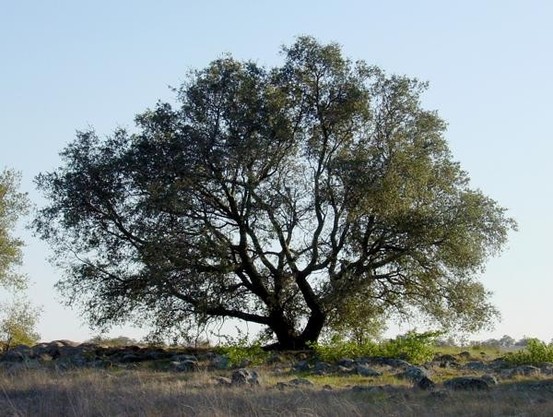 A picture of Quercus engelmannii
More info and attribution: https://commons.wikimedia.org/wiki/File:Quercus%20englmannii%20sillouette.jpg