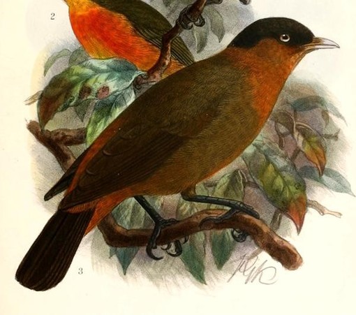 A picture of Kupeornis rufocinctus
More info and attribution: https://commons.wikimedia.org/wiki/File:Kupeornis%20rufocinctus%201909.jpg