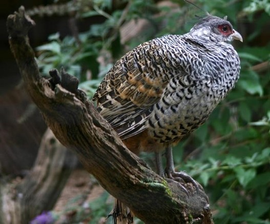 A picture of Catreus wallichii
More info and attribution: https://commons.wikimedia.org/wiki/File:Pheasant%20at%20Sudeley%20Castle.jpg