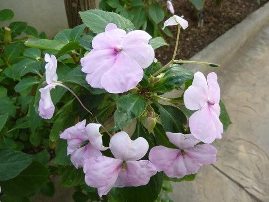 A picture of Impatiens gordonii
More info and attribution: https://commons.wikimedia.org/wiki/File:Impatiens%20gordonii.jpg