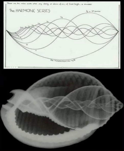 9 harmonics and X-ray of conch shell