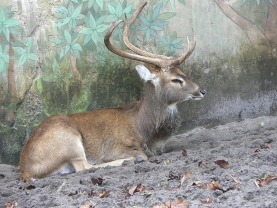 A picture of Rucervus eldii
More info and attribution: https://commons.wikimedia.org/wiki/File:Cervus%20eldii4.jpg