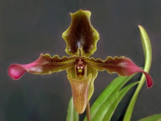 A picture of Paphiopedilum hirsutissimum
More info and attribution: https://commons.wikimedia.org/wiki/File:Paphiopedilum%20hirsutissimum.jpg