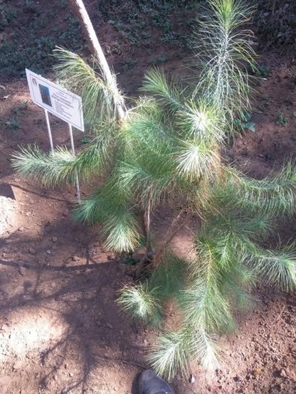 A picture of Pinus rzedowskii
More info and attribution: https://commons.wikimedia.org/wiki/File:Pinus%20rzedowskii.jpg