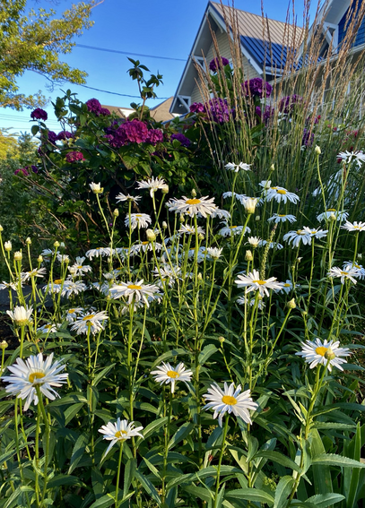 Frontyard garden of daisies in foreground backed by bright magenta hydrangea with peaked rooves beyond. 