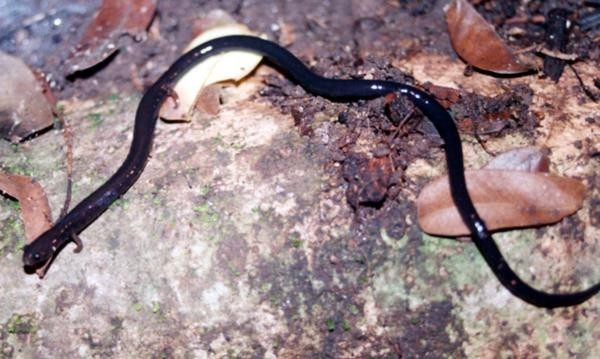 A picture of Oedipina taylori
More info and attribution: https://commons.wikimedia.org/wiki/File:Oedipina%20taylori.jpg