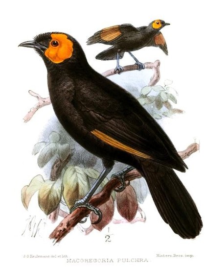 A picture of Macgregoria pulchra
More info and attribution: https://commons.wikimedia.org/wiki/File:MacgregoriaPulchraKeulemans.jpg
