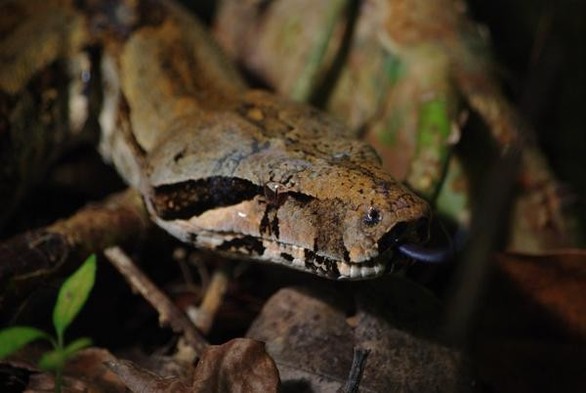 A picture of Boa constrictor orophias
More info and attribution: https://commons.wikimedia.org/wiki/File:Boa%20orophias%2060466703.jpg